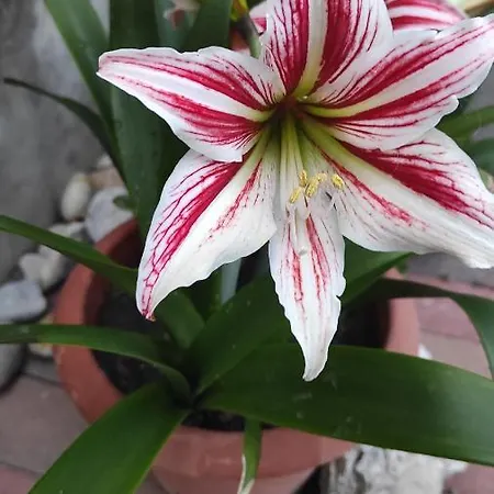 Apartmán Delle Vacanze Keszthely