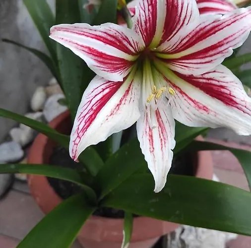 Appartement Delle Vacanze Keszthely