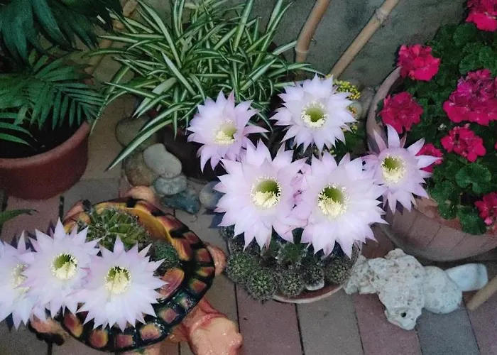 Delle Vacanze * كيستاي